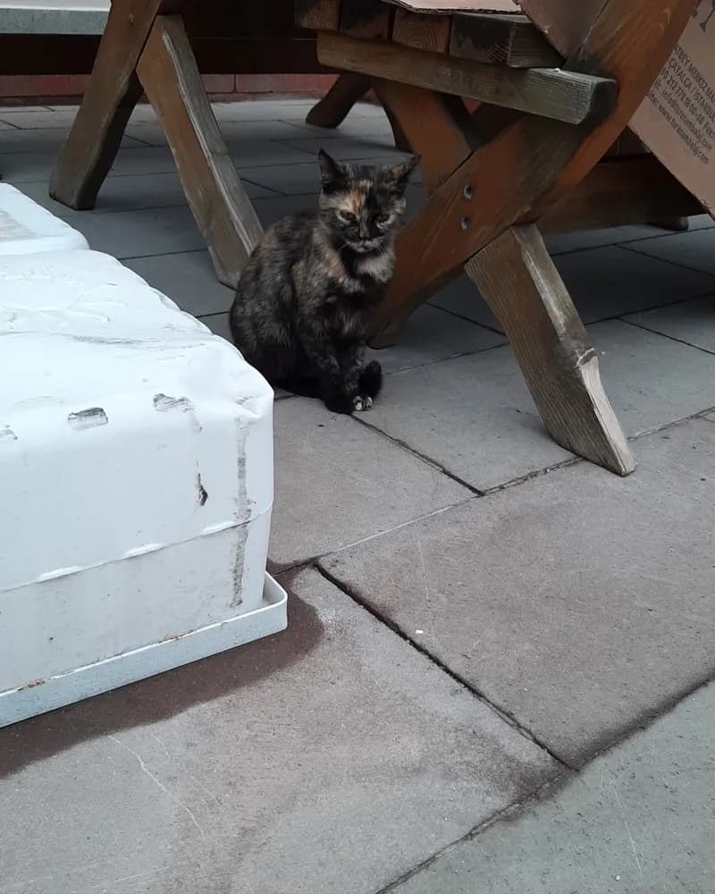 Robocat adlı kedinin fotoğrafı