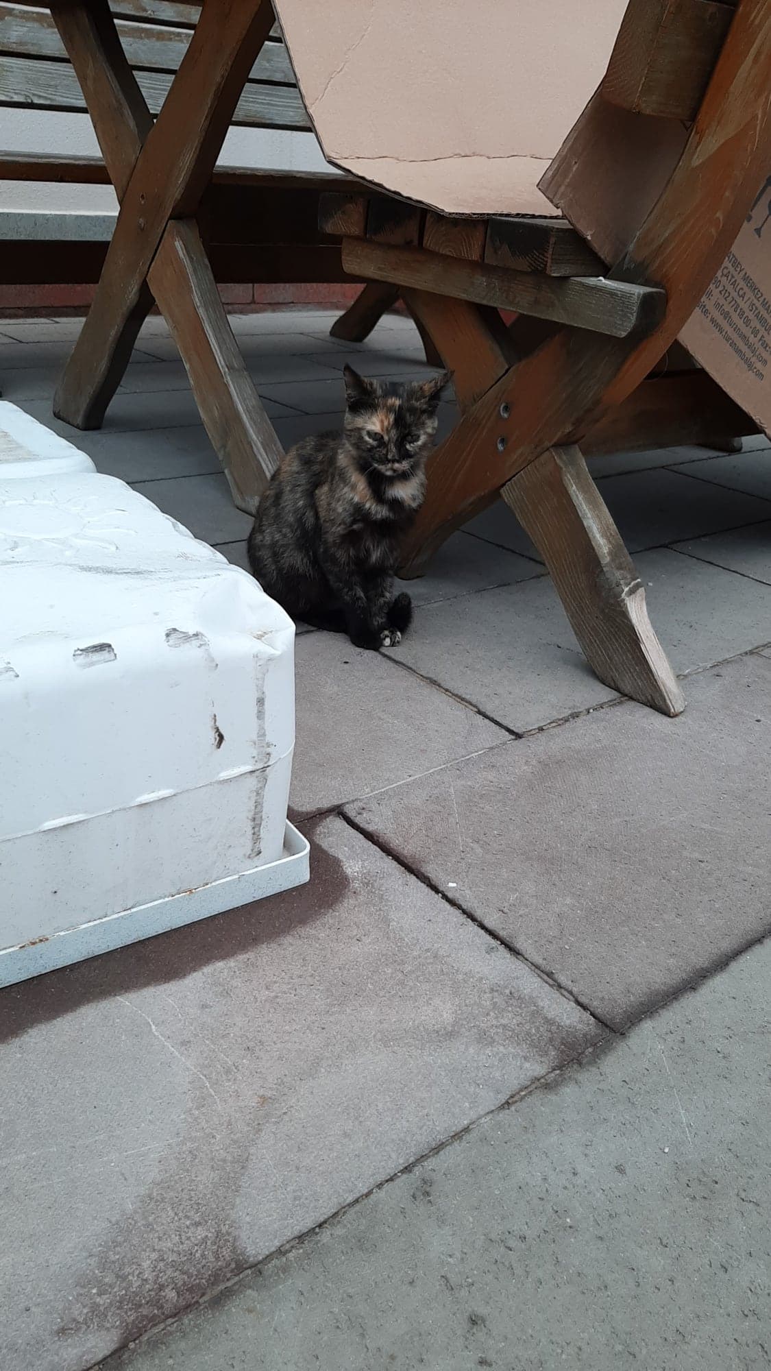 Robocat