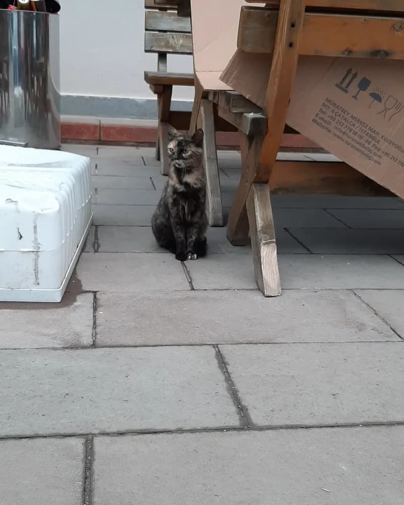 Robocat adlı kedinin fotoğrafı