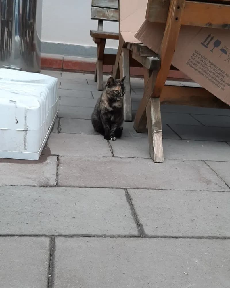 Robocat adlı kedinin fotoğrafı