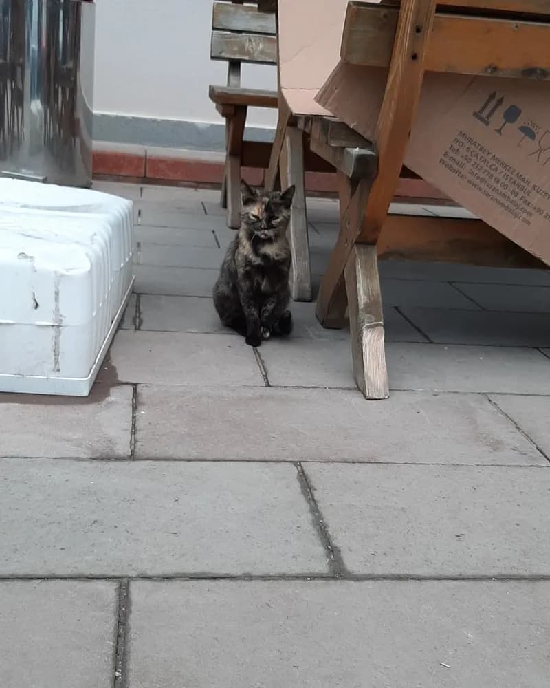 Robocat adlı kedinin fotoğrafı