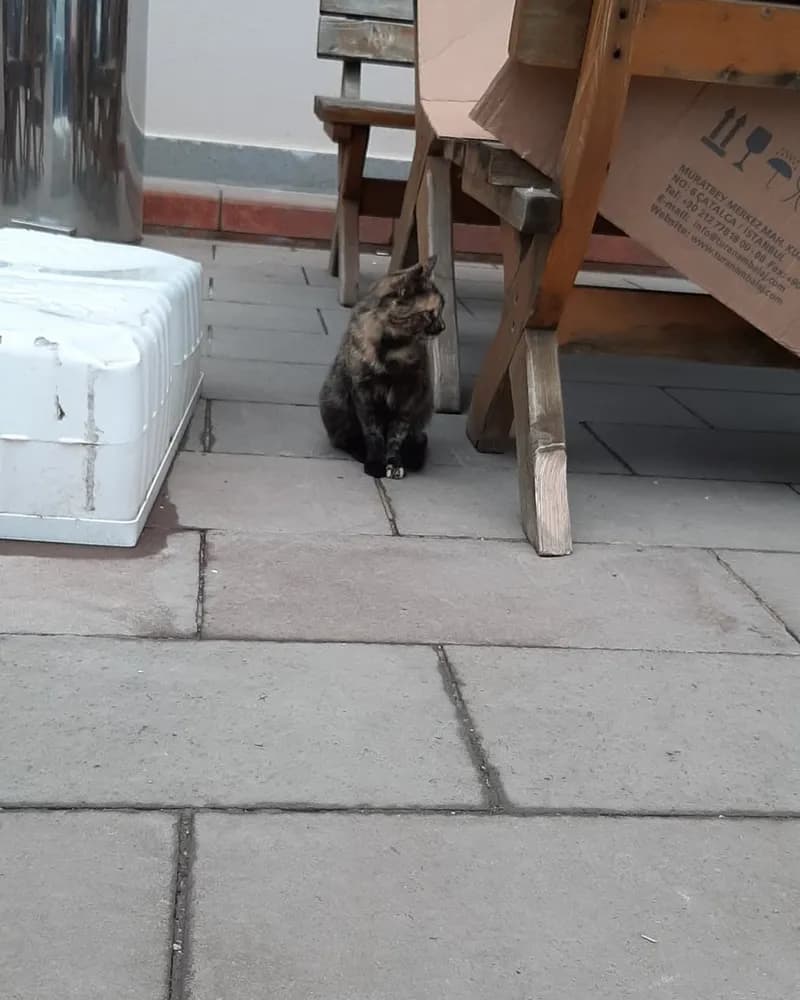 Robocat adlı kedinin fotoğrafı