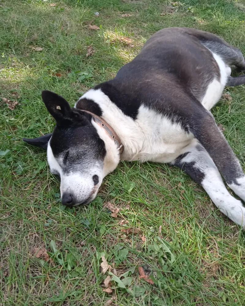 Sanchez adlı köpeğin fotoğrafı