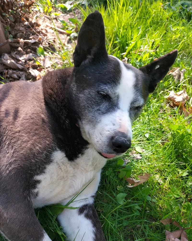 Sanchez adlı köpeğin fotoğrafı