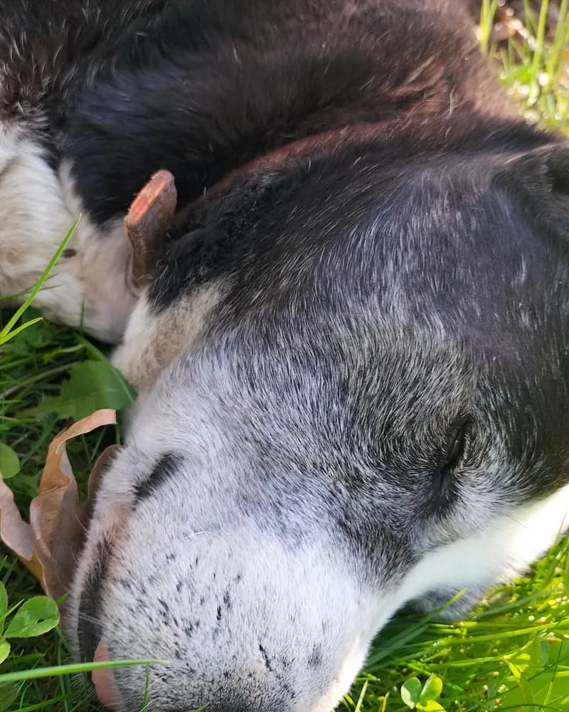 Sanchez adlı köpeğin fotoğrafı