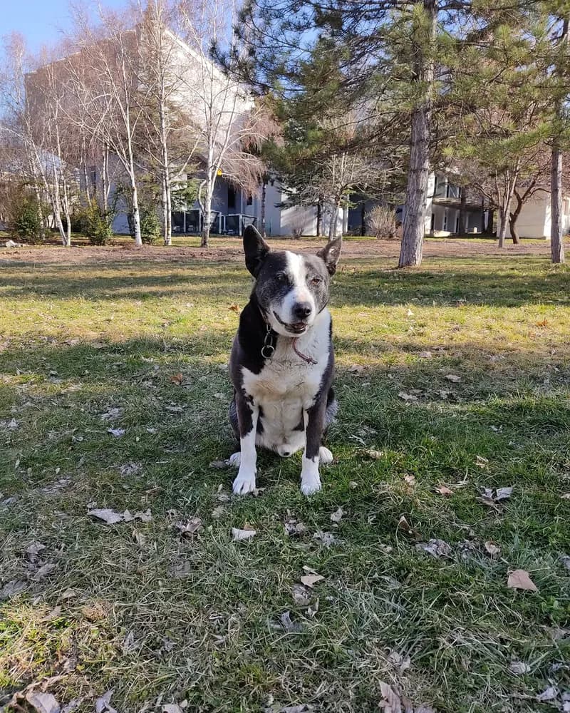 Sanchez adlı köpeğin fotoğrafı