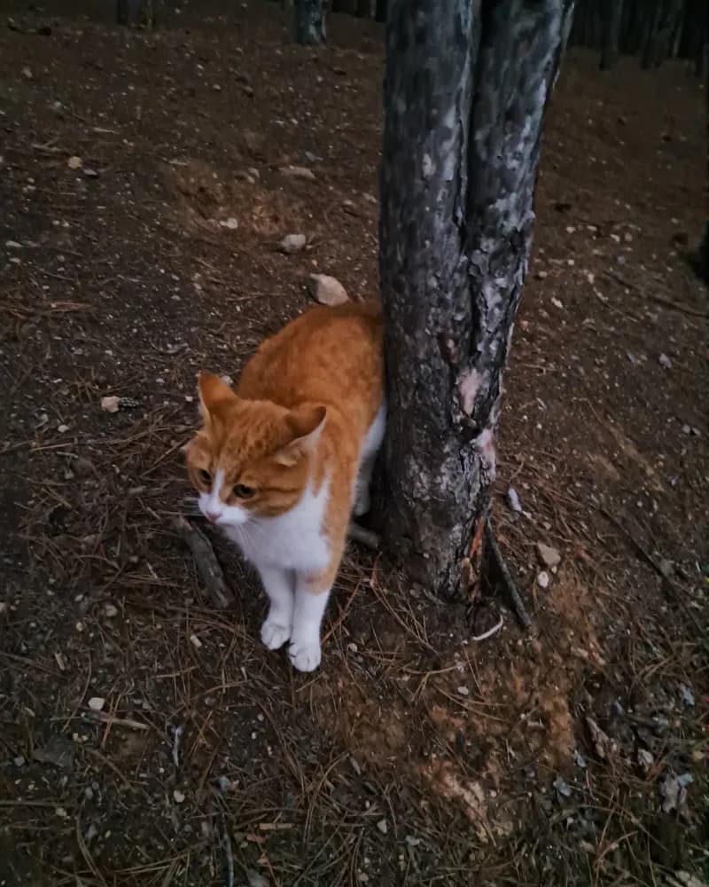 Vincent adlı kedinin fotoğrafı