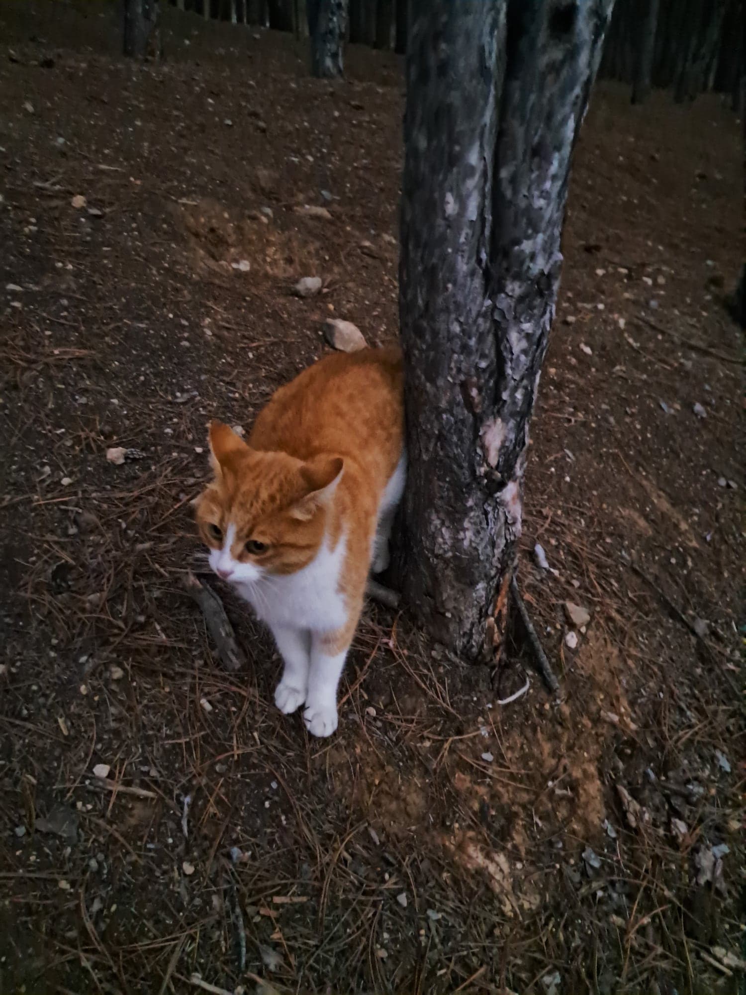 Vincent