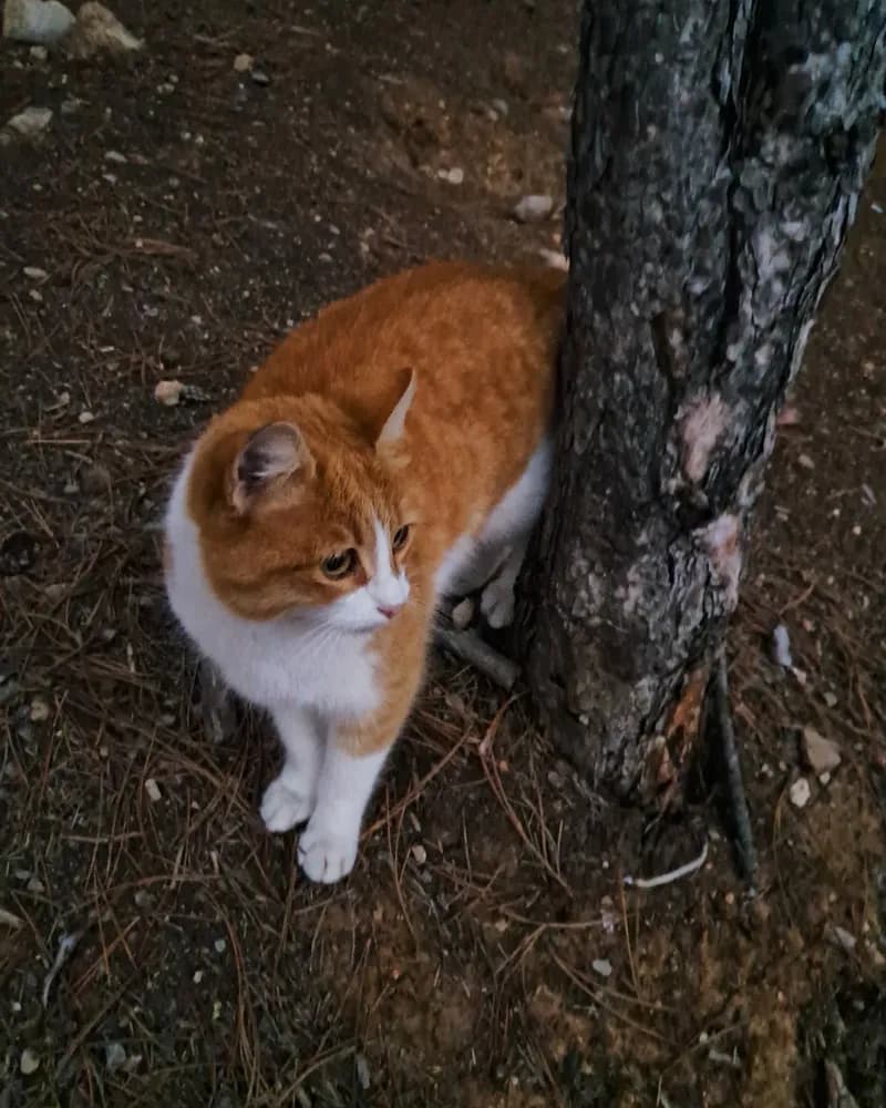 Vincent adlı kedinin fotoğrafı