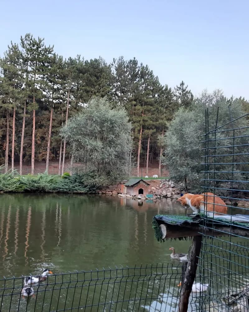 Vincent adlı kedinin fotoğrafı