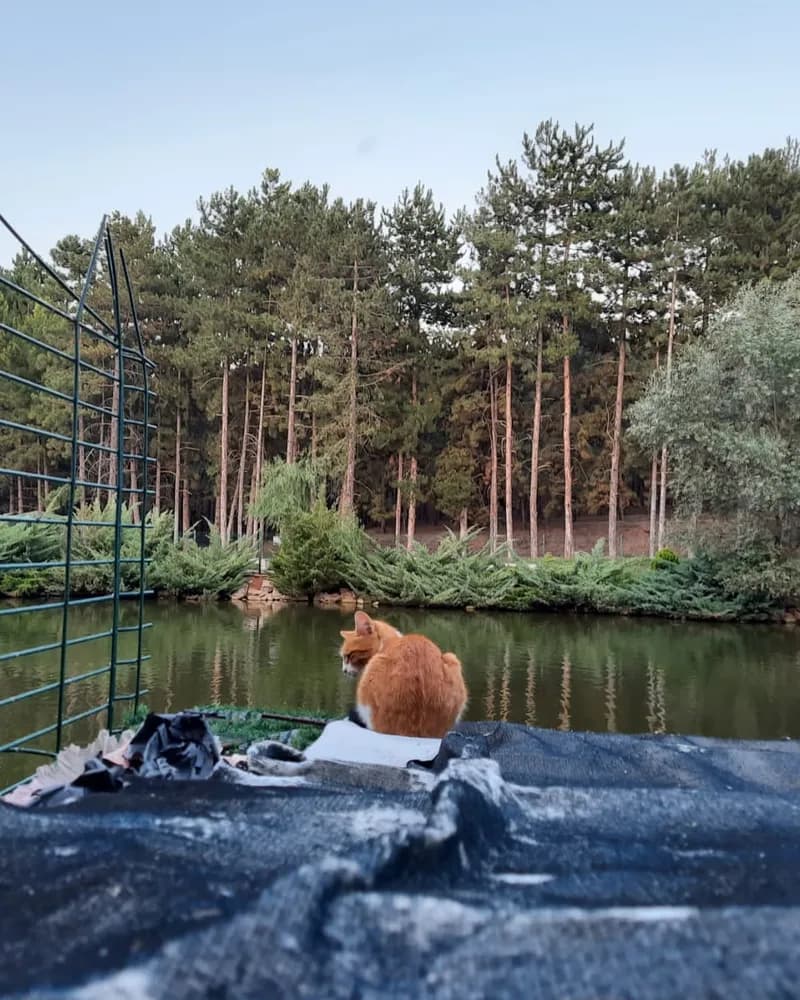 Vincent adlı kedinin fotoğrafı