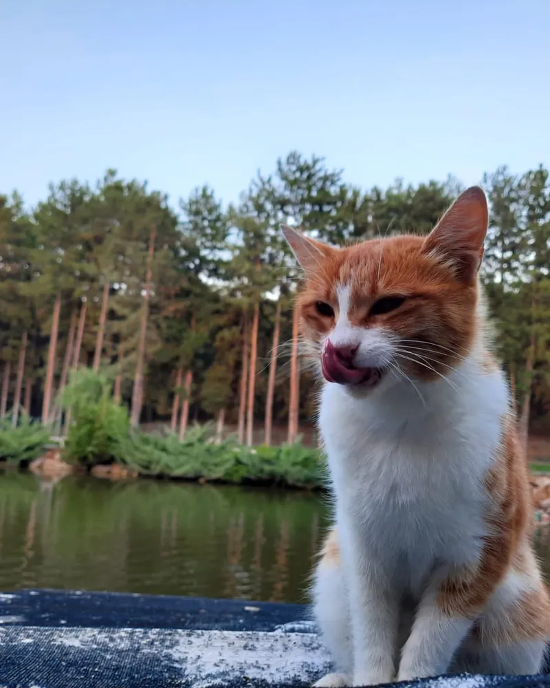 Vincent adlı kedinin fotoğrafı