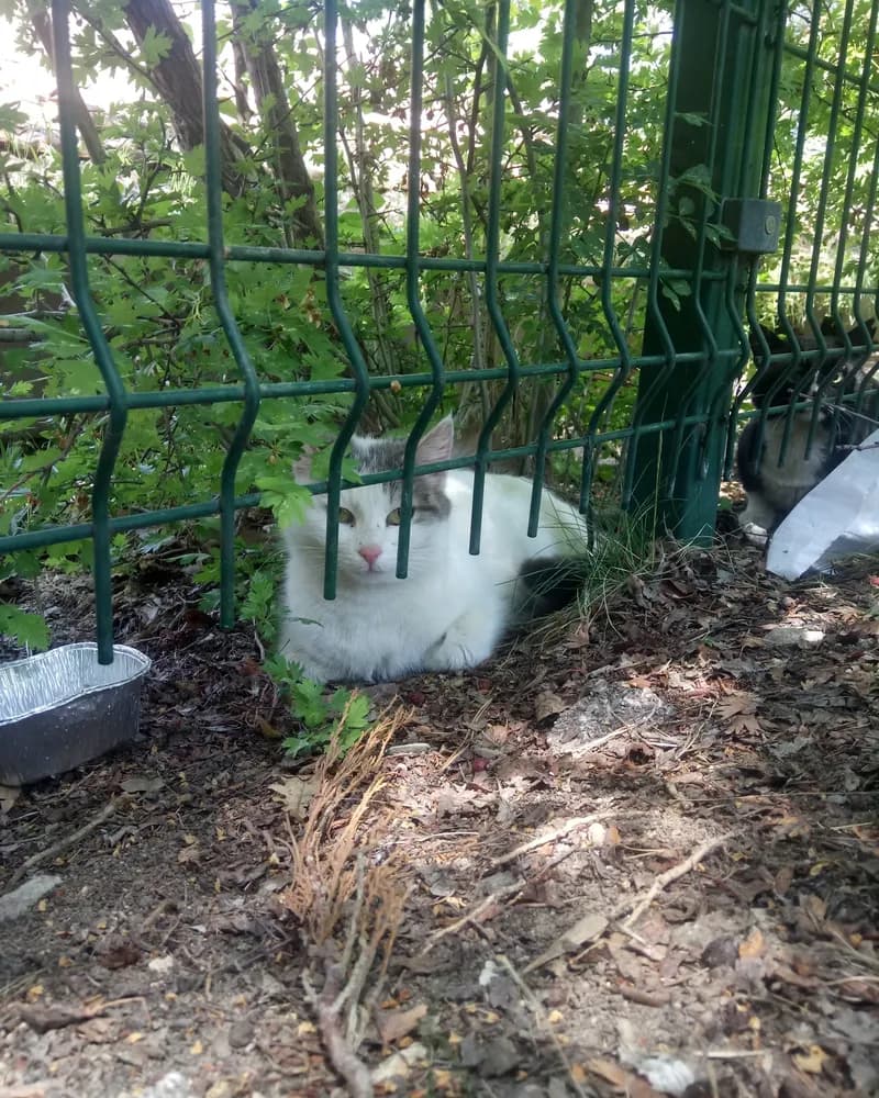 Tokyo adlı kedinin fotoğrafı