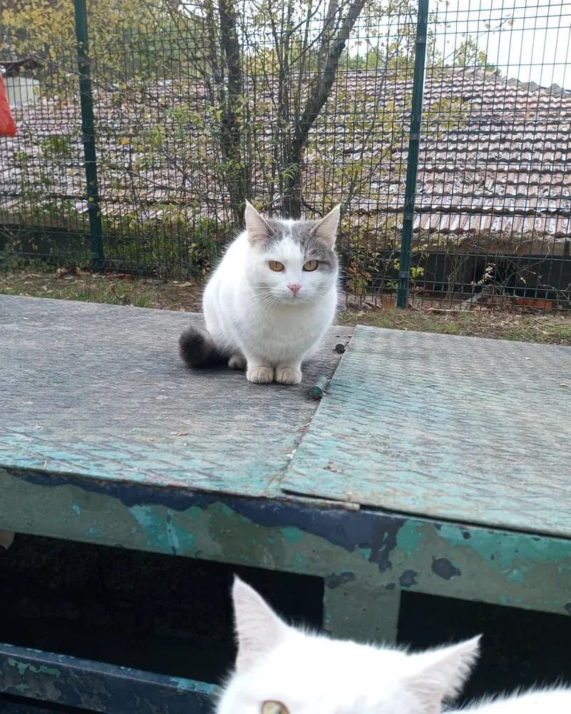 Tokyo adlı kedinin fotoğrafı