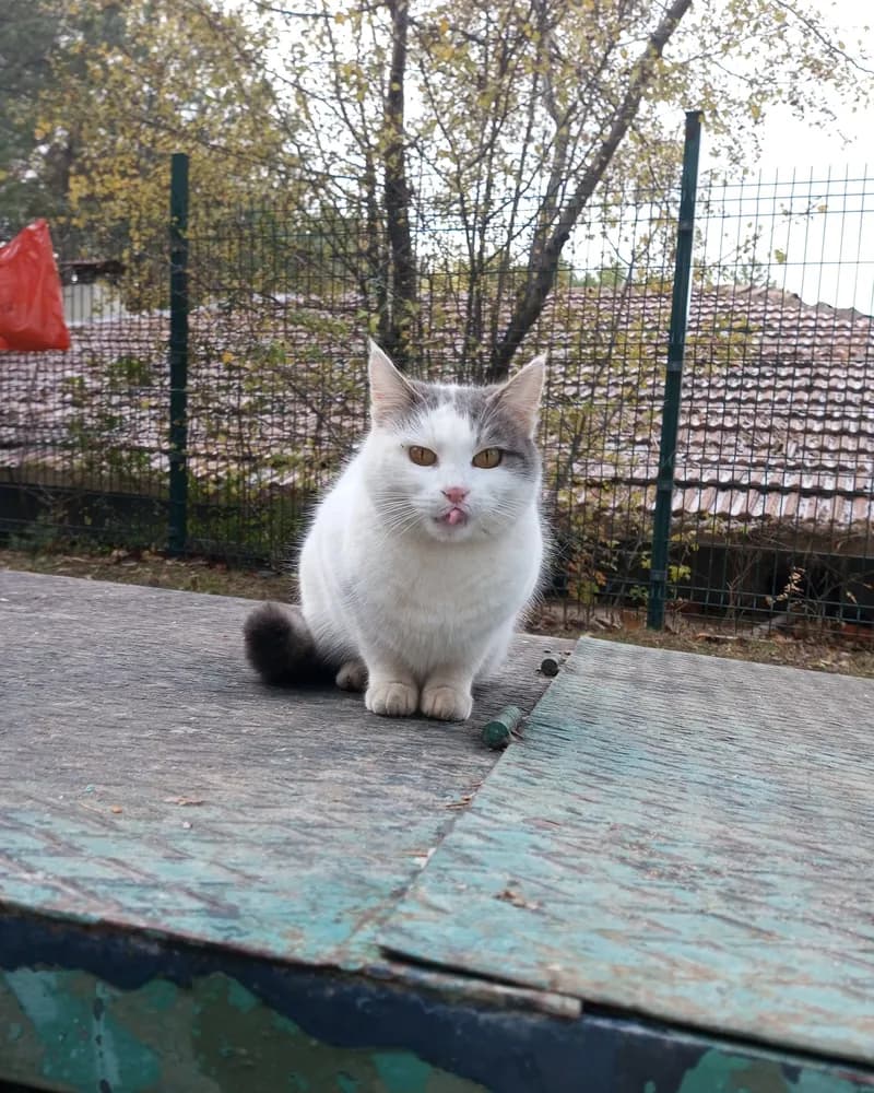 Tokyo adlı kedinin fotoğrafı
