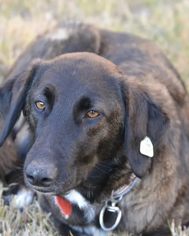 Zuko adlı köpeğin fotoğrafı