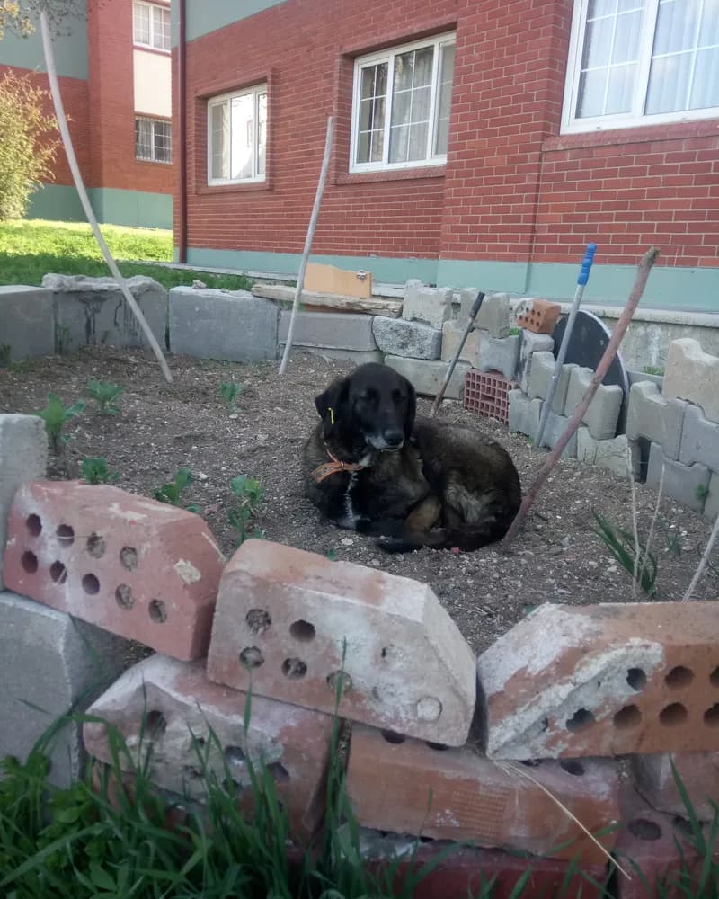 Zuko adlı köpeğin fotoğrafı