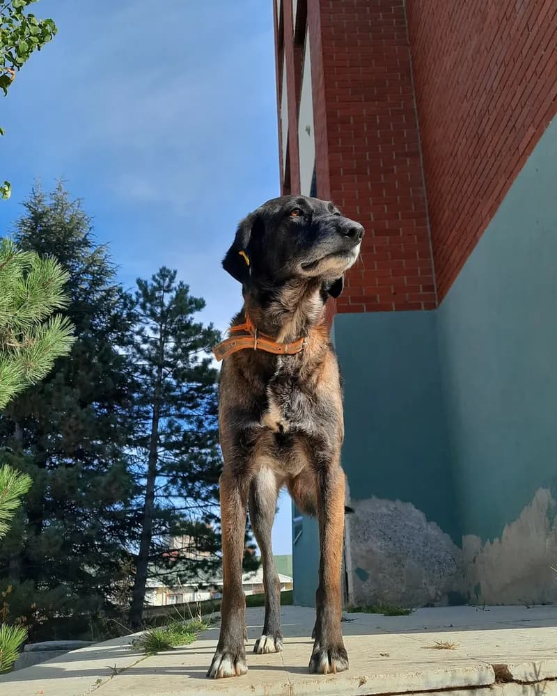 Zuko adlı köpeğin fotoğrafı