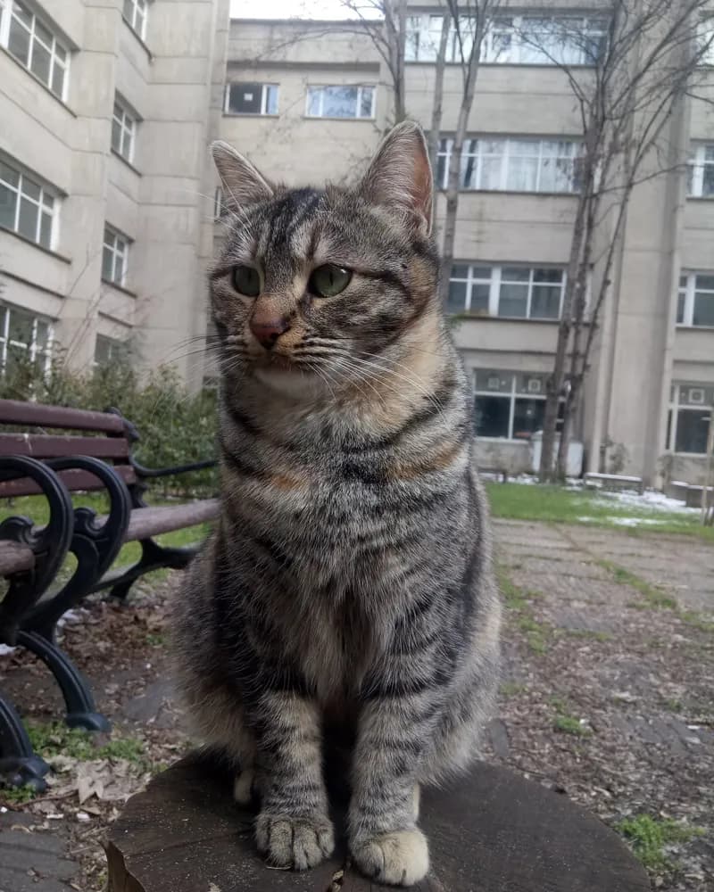 Çiçek adlı kedinin fotoğrafı