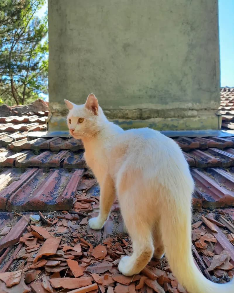 Hurley adlı kedinin fotoğrafı