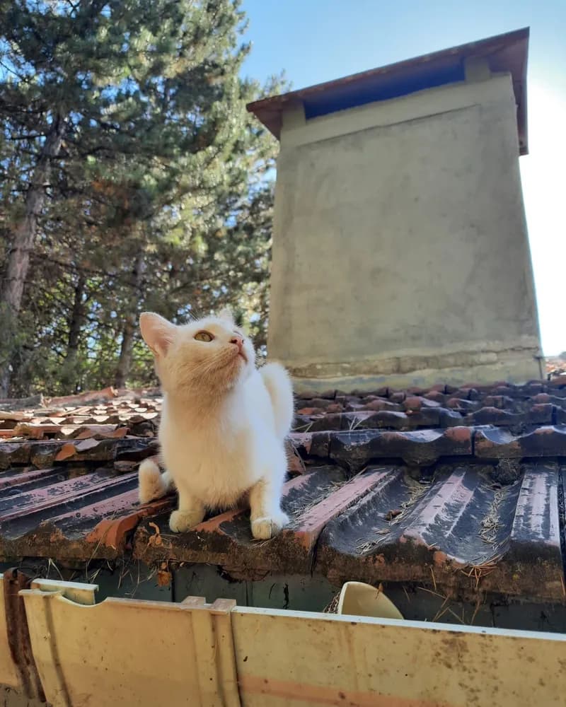 Hurley adlı kedinin fotoğrafı
