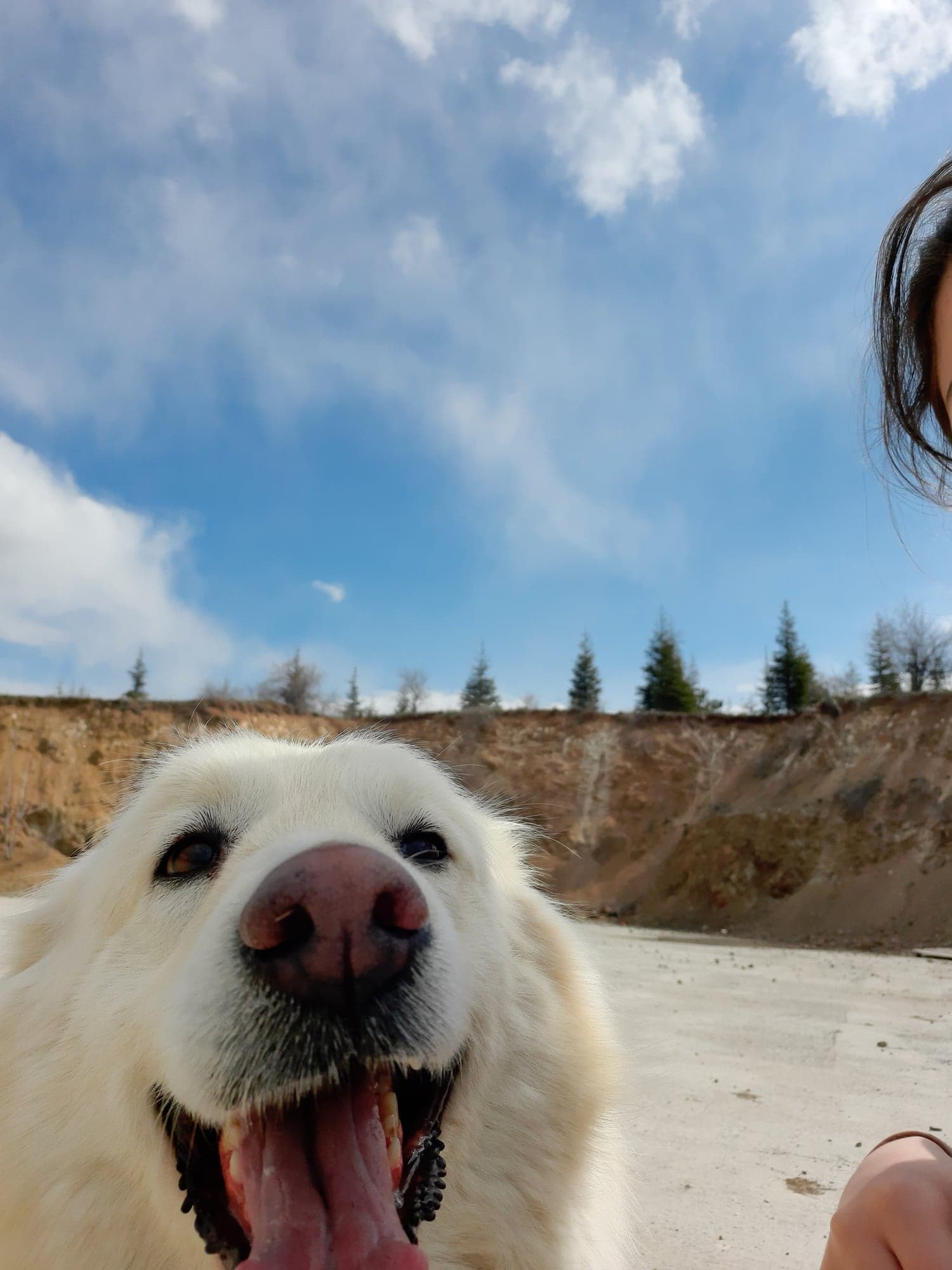 Feride adlı köpeğin fotoğrafı