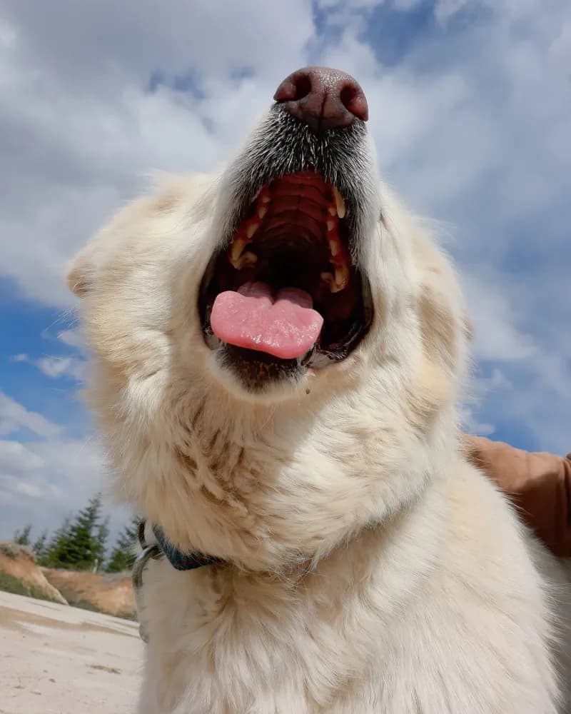 Feride adlı köpeğin fotoğrafı