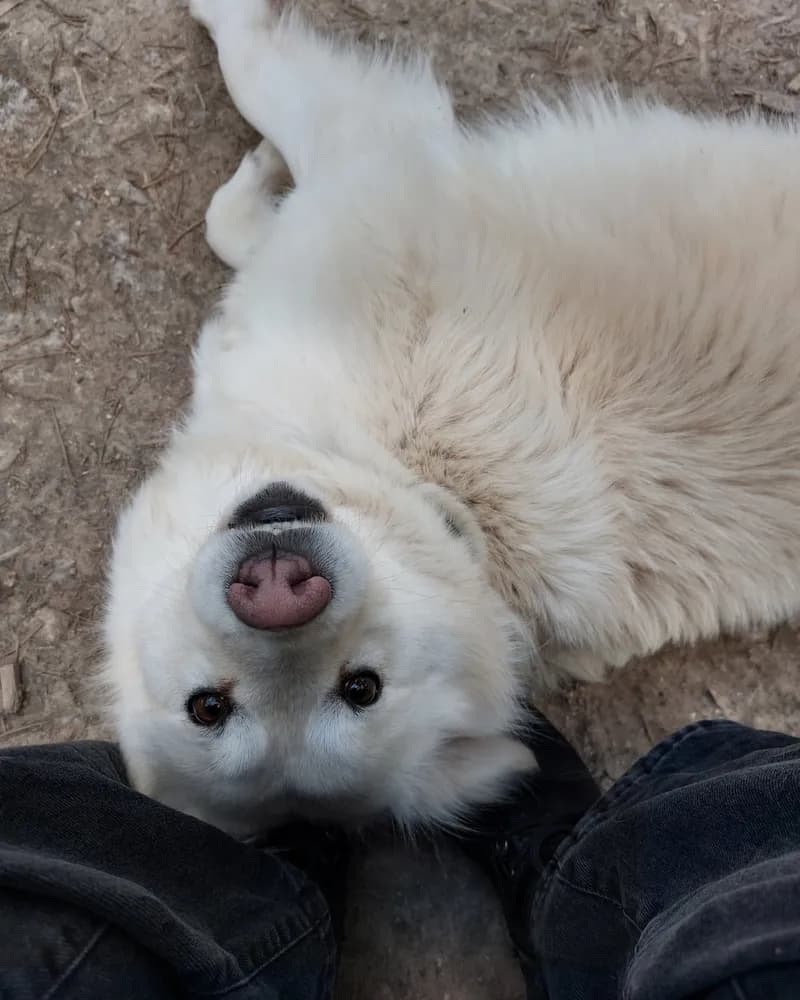 Feride adlı köpeğin fotoğrafı