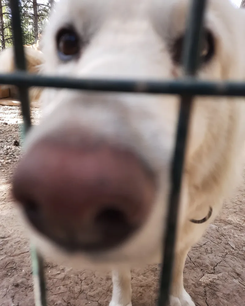 Feride adlı köpeğin fotoğrafı