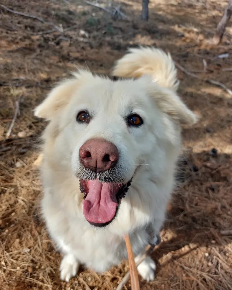 Feride adlı köpeğin fotoğrafı