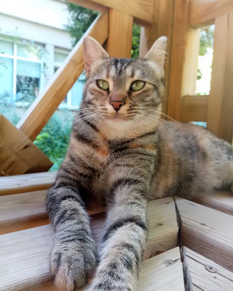 Çiçek adlı kedinin fotoğrafı