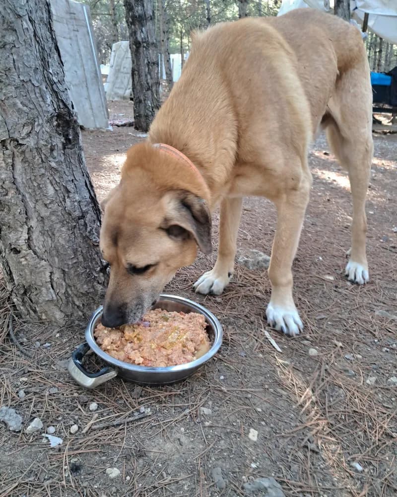 Sarmaş adlı köpeğin fotoğrafı