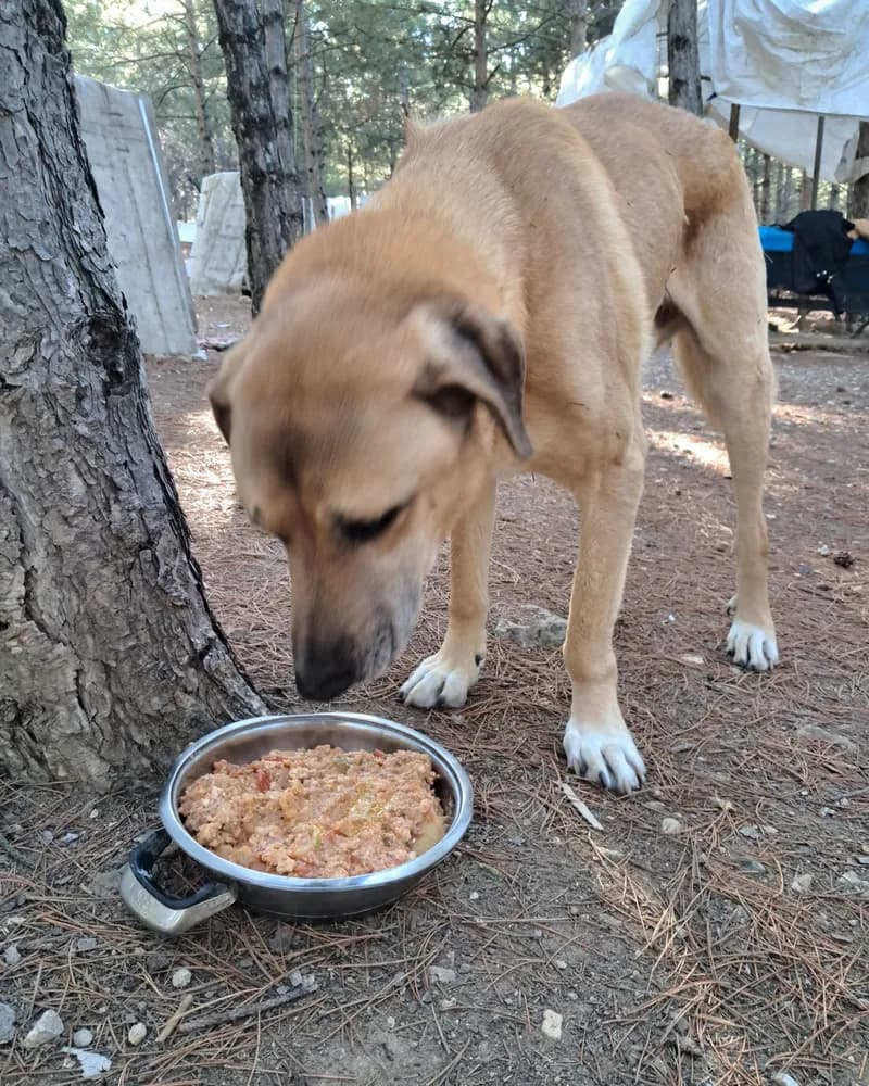 Sarmaş adlı köpeğin fotoğrafı
