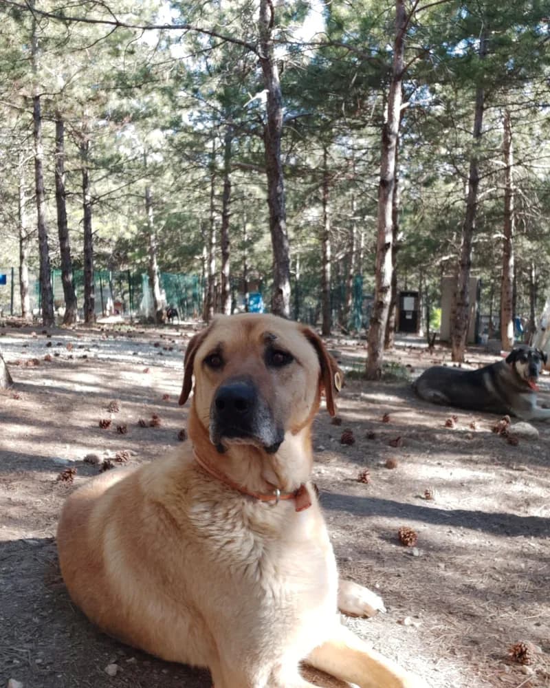 Sarmaş adlı köpeğin fotoğrafı