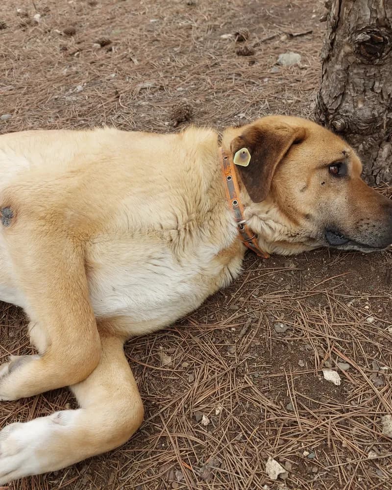 Sarmaş adlı köpeğin fotoğrafı