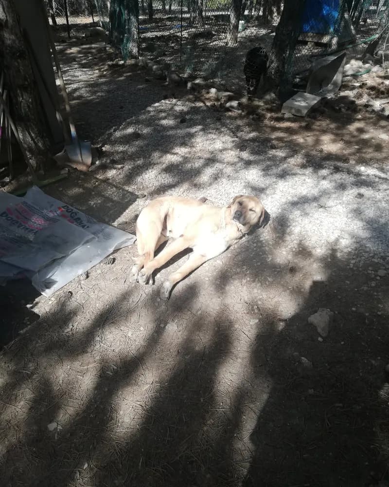 Sarmaş adlı köpeğin fotoğrafı