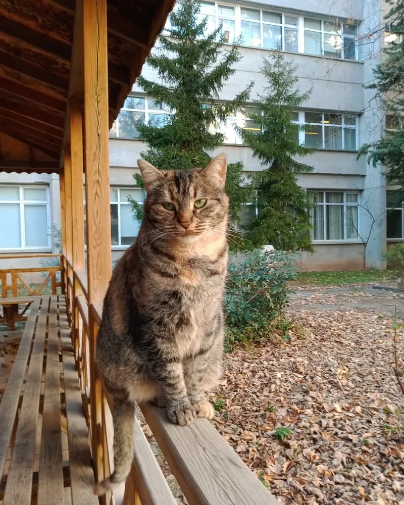 Çiçek adlı kedinin fotoğrafı