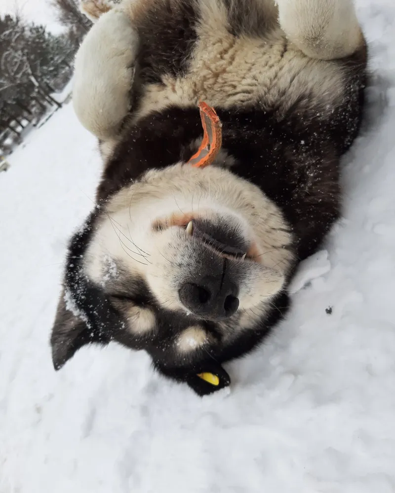 Robin adlı köpeğin fotoğrafı