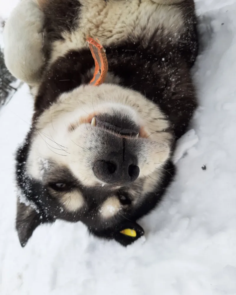 Robin adlı köpeğin fotoğrafı