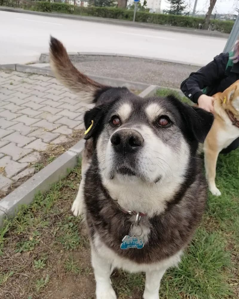 Robin adlı köpeğin fotoğrafı