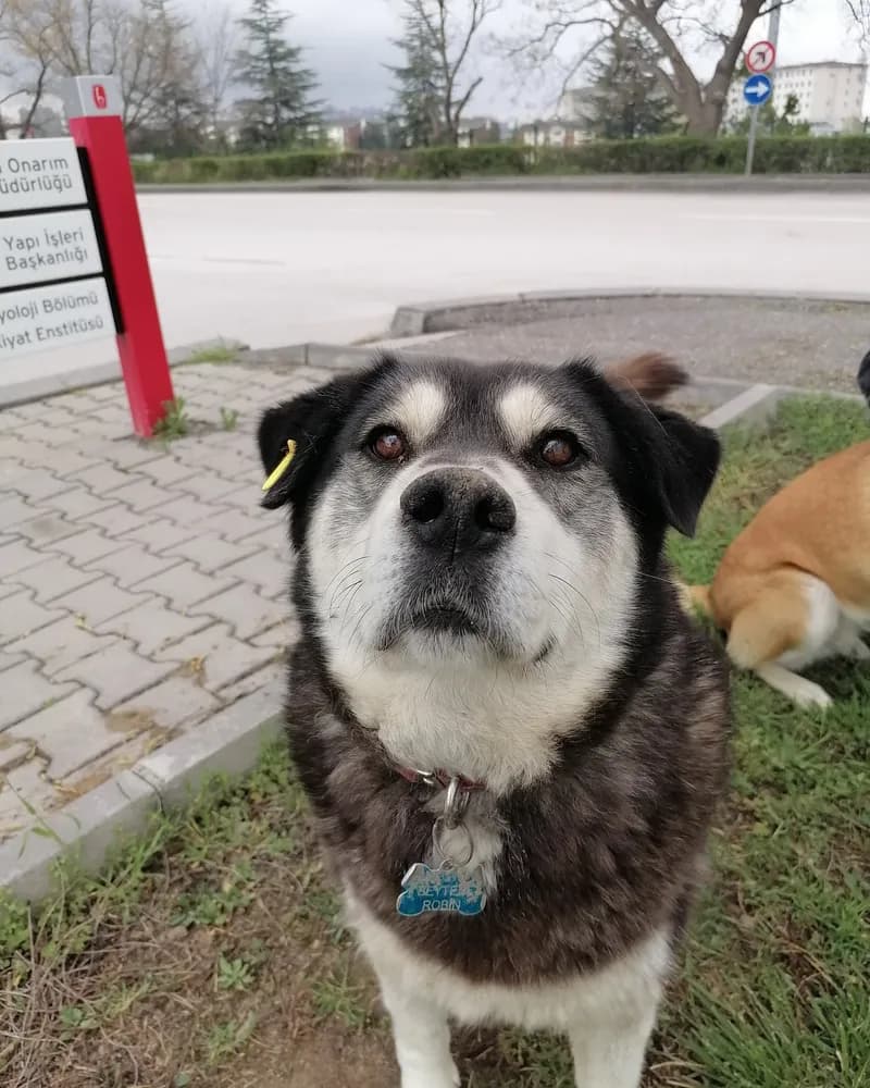 Robin adlı köpeğin fotoğrafı