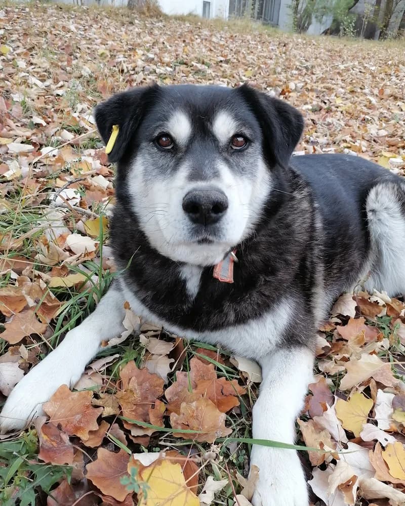 Robin adlı köpeğin fotoğrafı