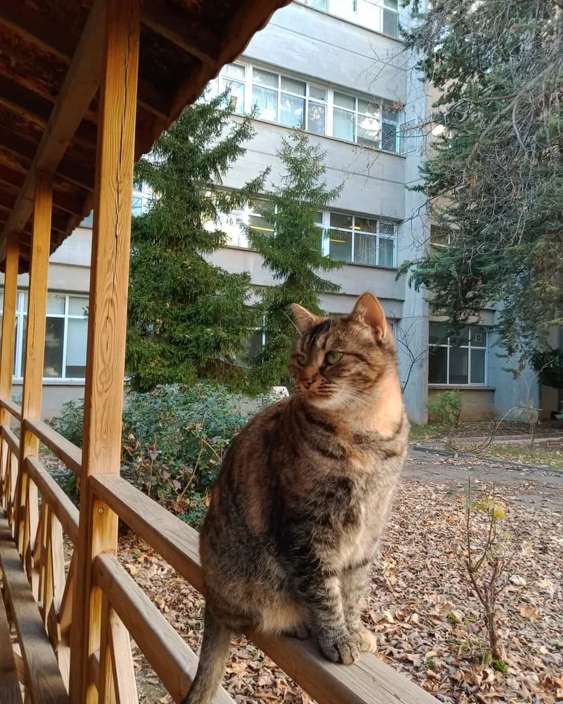 Çiçek adlı kedinin fotoğrafı
