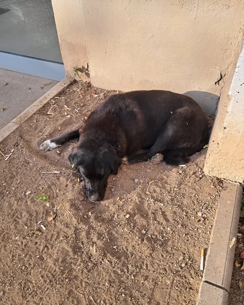 Zeyno adlı köpeğin fotoğrafı