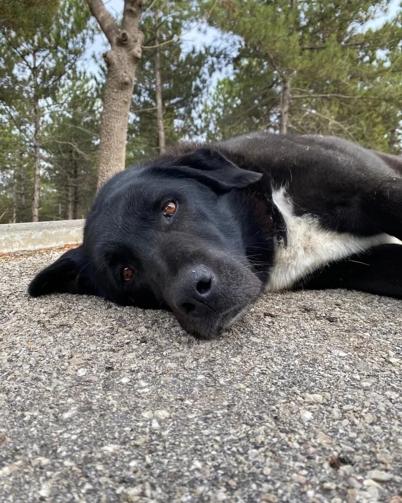 Zeyno adlı köpeğin fotoğrafı