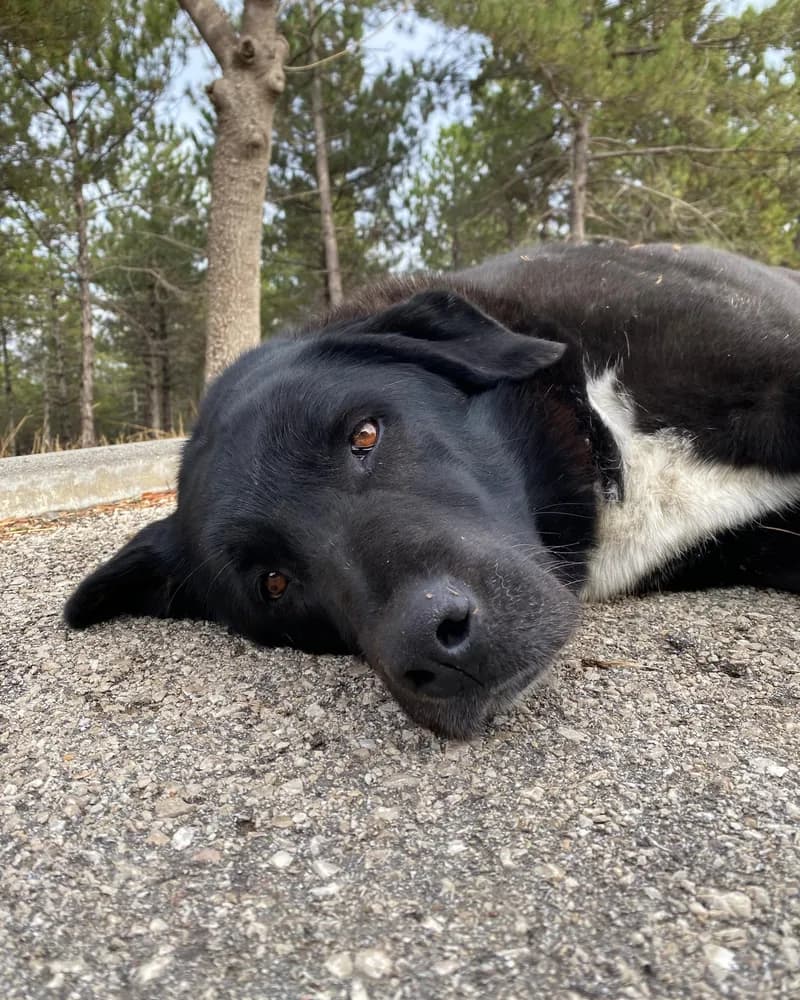 Zeyno adlı köpeğin fotoğrafı