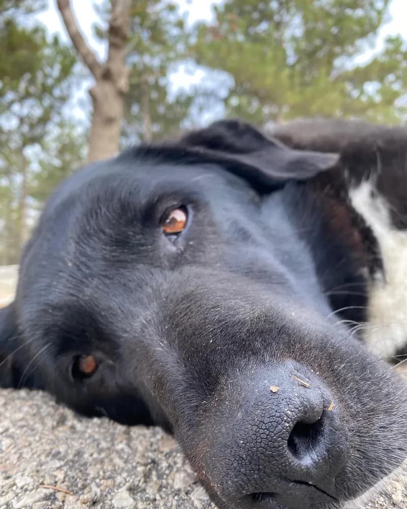 Zeyno adlı köpeğin fotoğrafı