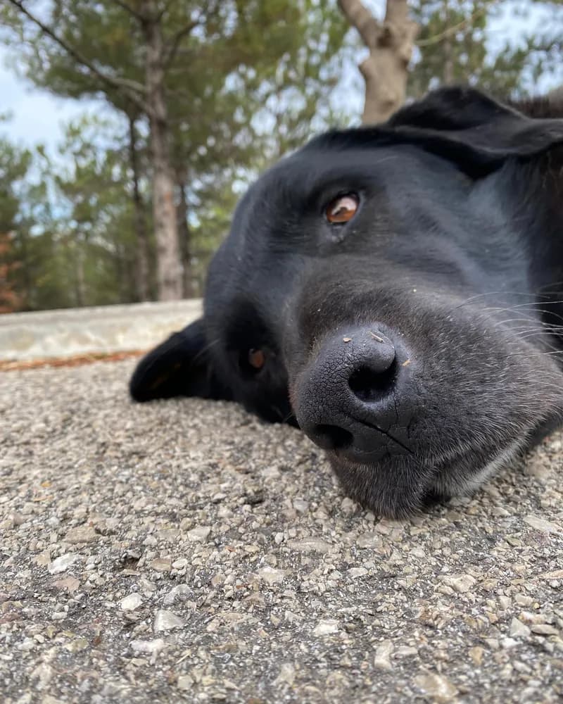 Zeyno adlı köpeğin fotoğrafı