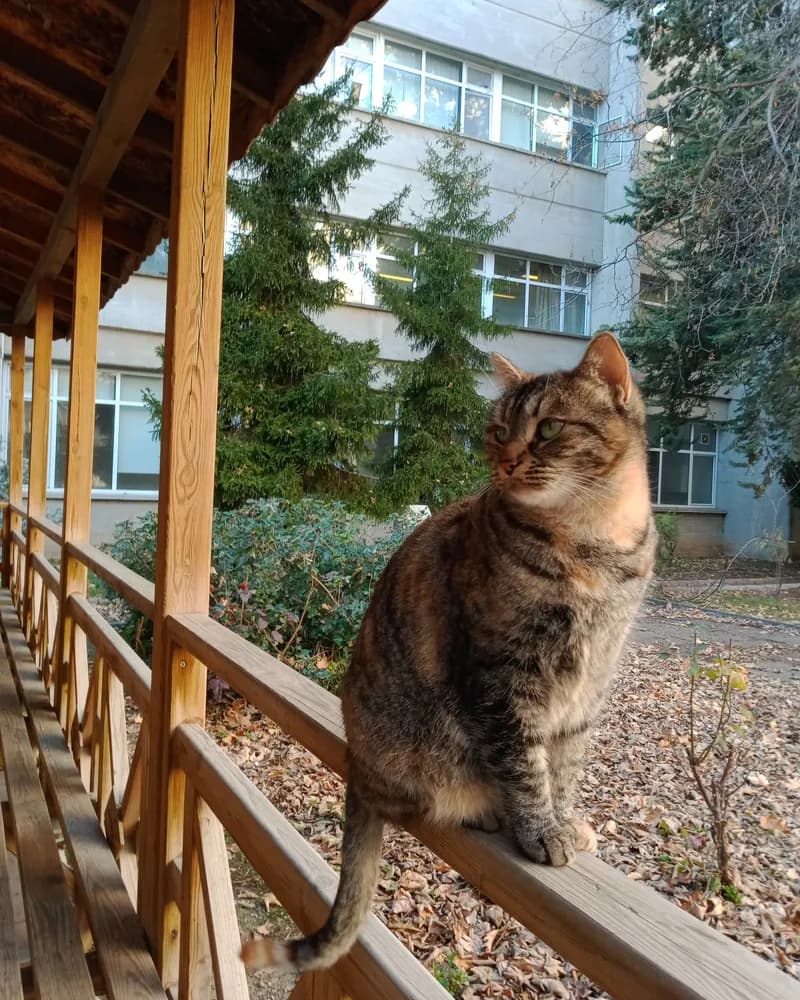 Çiçek adlı kedinin fotoğrafı