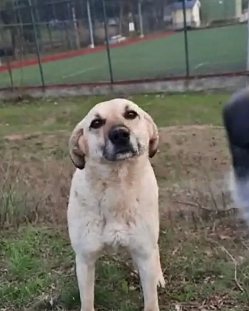 Asuman adlı köpeğin fotoğrafı